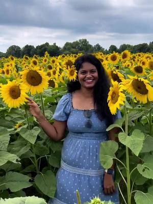 A post by @sailakshmikedaris on TikTok caption: Sunflower #sunflower #flowershower #iloveflowers #field #indiangirl 