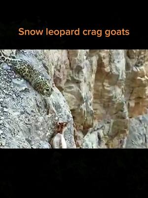 A post by @wildanimals201 on TikTok caption: Snow leopard crag goats#wild #wildanimals #foryou #snowleopard #goats