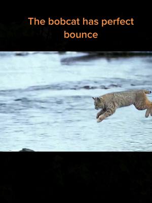 A post by @wildanimals201 on TikTok caption: The bobcat has perfect bounce#wild#wildanimals #bobcat #foryou