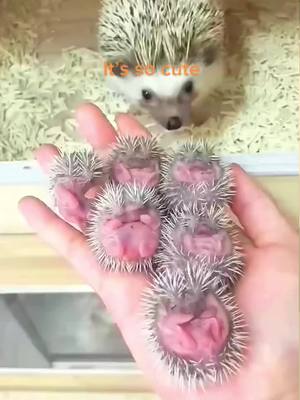 A post by @wildanimals201 on TikTok caption: It’s so cute#ShowOffLandOFrost #foryou #animals