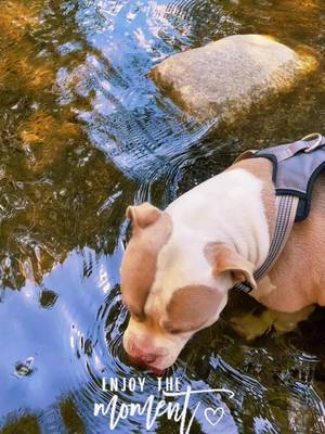 A post by @piratasjourney on TikTok caption: #ServiceDog #InTheMaking #TheRiver #HisFirstTime #HeLovedIt