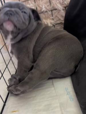 A post by @peanut_in_marbella on TikTok caption: Hi. #frenchielife #puppiesoftiktok #dogs #potato #frenchiesoftiktok 