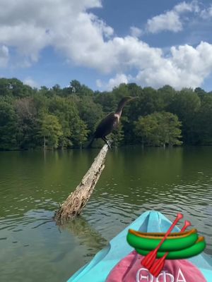 A post by @creatively.cotton on TikTok caption: Kayaking adventure in Delaware today at Trap Pond! #kayak #kayakingadventures #kayaking #delaware #delawaretiktok