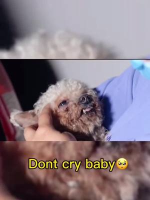 A post by @ludigcuad on TikTok caption: When the lost stray dog was rescued, its reaction was like this😭#dog #doglover #foryou #dogsoftiktok