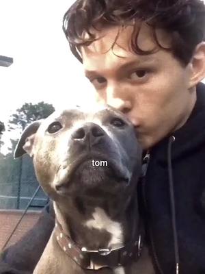 A post by @holllnd on TikTok caption: cutie #holllnd #tomholland #tomdaya 