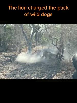 A post by @wildanimals201 on TikTok caption: The lion charged the pack of wild dogs#wild #wildanimals #lion #wilddog #hunt #foryou