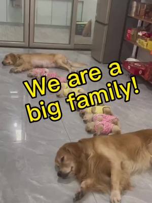 A post by @adafantasy88 on TikTok caption: WOW! Really a big family with cute babies. #cutedogs #dogs #dogsoftiktok #cutedogsoftiktok #ftp