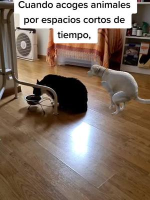 A post by @afectoanimal on TikTok caption: Es importante no castigar comportamientos cuando lo que está pasando es que es una llamada de auxilio. #AprendeConTikTok #AprendeEnTikTok #perro #educacioncanina #perritostiktok