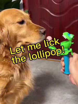 A post by @adafantasy88 on TikTok caption: I like the lollipop. How about you? #dogs #cutedogs #dogsoftiktok #fyp 