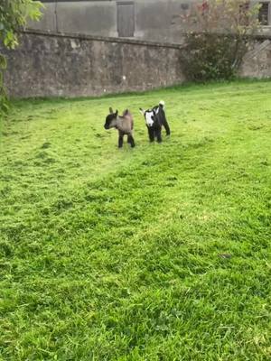 A post by @rosiethepygmygoat on TikTok caption: Playful babies🥰 #pygmygoats#4daysold#goats#hopping#lizzieandcharlie#rosiethepygmygoat