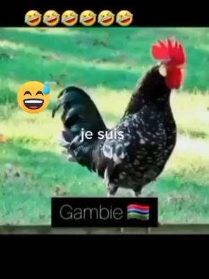 A post by @sambafromsenegal on TikTok caption: #duo avec @l'espoir de la  femme