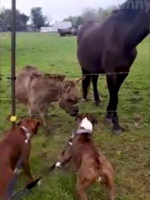 A post by @funnyanimals497 on TikTok caption: Watch the end😂 #funny #animals #pet #dog #cat #viral #foryou #laugh