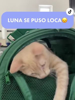 A post by @takitoymuneca on TikTok caption: Nos extrañaban? 🙊 #gatoinfluencer #perrostiktokers #parati 