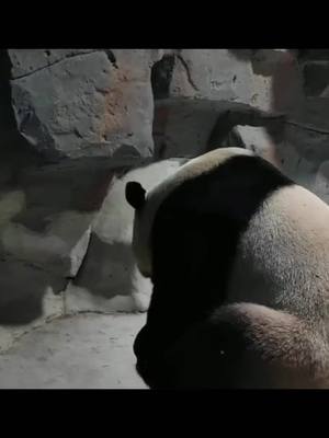 A post by @pandahomefra on TikTok caption: Is there anyone to play with me?