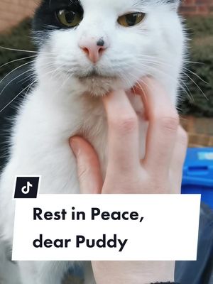 A post by @seitsuki on TikTok caption: Rest in peace, our dear Puddy 💔 #cat #catsoftiktok #catloss 