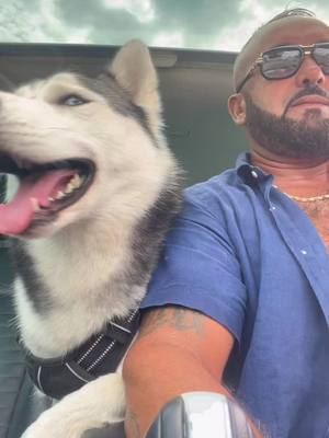 A post by @sofianemebarki13 on TikTok caption: #husky #huskysoftiktok #siberianhusky #siberianhuskies 