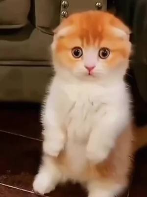 A post by @eric_twh on TikTok caption: so cute.#fyp #foryou #cat #cute #kitten #catsoftiktok 