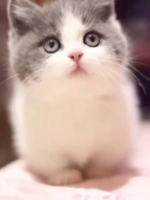 A post by @eric_twh on TikTok caption: Am I cute?#cat #cute #kitten #pet #kitty 