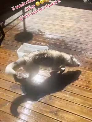 A post by @sofianemebarki13 on TikTok caption: #huskie #huskies #huskiesoftiktok #husky #huskylife #huskysiberiano #siberianhusky #huskytalking #huskiestalk #chiensurtiktok #chiens #huskisiberien 