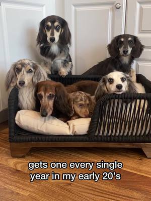 A post by @thedachshundpack on TikTok caption: The best part of my year 😂❤️ #dachshund #wienerdogs #personality 