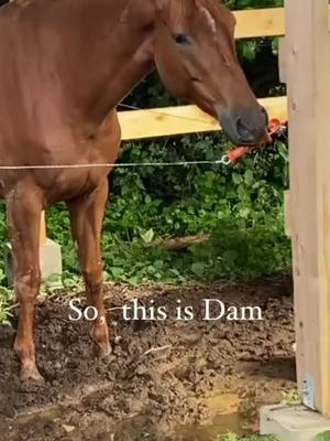 A post by @horse_edits606 on TikTok caption: (🎥:my.horses.s.journal) 😂😂😂🤭#horses #foryourpage #fyp #horse_edits606 #viral 