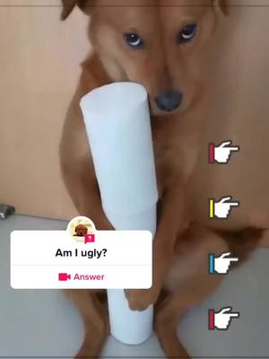 A post by @ghwln on TikTok caption: #question from @ghwln Would you keep me?#dog#puppy#pets