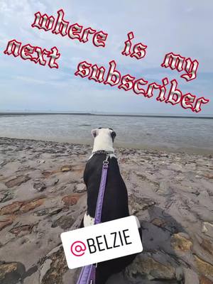 A post by @xena_the_lil_greatdane on TikTok caption: THANK YOU @Belzie 🦘🐨🇦🇺 #muchlove #danke #thankyou #subscribe #abonent #hundeliebe #dogs #dogslove