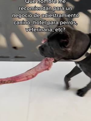 A post by @canecorso_kennel on TikTok caption: Me ayudan con ideas? porfavor 🙏