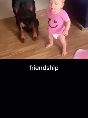 A post by @xgyc7emqo206ncc on TikTok caption: #duet with @dog_baby_pl #doberman #fyp #foryou #lovelydog