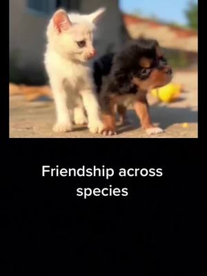 A post by @xgyc7emqo206ncc on TikTok caption: #duet with @petshare007 #pet #fyp #foryou #lovelydog #lovelycats