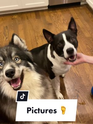 A post by @makothehusky on TikTok caption: Mako looks a little too excited about this. #muttsoftiktok #huskylife #dogtok 