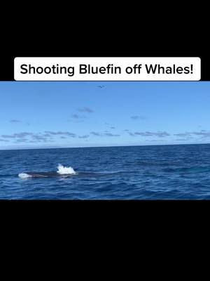 A post by @xstaticsportfishing on TikTok caption: Shooting Bluefin off Whales! #fy 