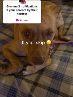 A post by @breezyw0 on TikTok caption: #answer to @Bartosz • 1.2M • 🇵🇱 Breezy loves her parents ❤️ #fyp #foryou #foryoupage #dog #trending #trend #viral