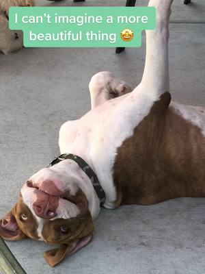 A post by @acethepitbull_ on TikTok caption: Silly ace! 🤪                                              #pit #pitbull #pitbullsoftiktok #pitbulllove #pittiesoftiktok #pittie #thecornsong🌽 #dogsofttiktok #dog #fy #fyp #sillydog #mostbeautifulthing 