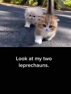 A post by @xgyc7emqo206ncc on TikTok caption: #duet with @linqiqi19 #pets #fyp #foryou #tiktok #lovelycats