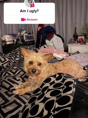 A post by @fanci.jewellery on TikTok caption: #answer to @user8693053840088 