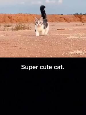 A post by @xgyc7emqo206ncc on TikTok caption: #duet with @meow_kitten5 #catwalk #fyp #foryou #lovelycats