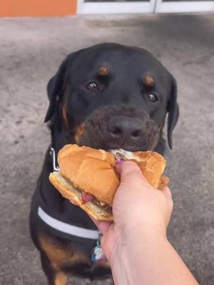 A post by @goliaththerottweiler on TikTok caption: Forever crashing my pawrents cheeseburger dates 😌 #goliathpartyof3 #rottweiler #rottweilersoftiktok #rott #rottweilerpuppy #rottie #rottiesoftiktok #dogsoftiktok #dog #fyp #fypシ #fypage 