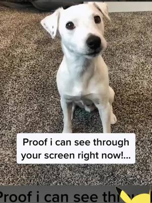 A post by @vvtiky on TikTok caption: #dog #dogsoftiktok