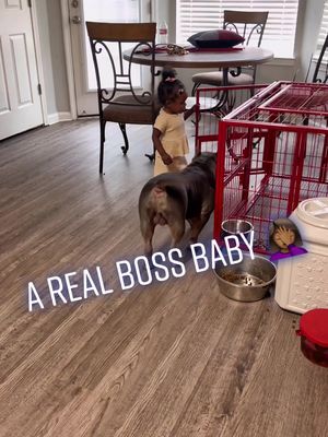 A post by @kiaramercadis on TikTok caption: 🤦🏾‍♀️❤️ i promise its never a dull moment with these two 🤣💀 #bossbaby #bully #besties #babiesoftiktok 