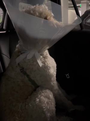 A post by @chuckthedo0d on TikTok caption: Hi I’m Cone Head Charles 😊  #dogsoftiktok #goldendoodle #funny #vet #fyp