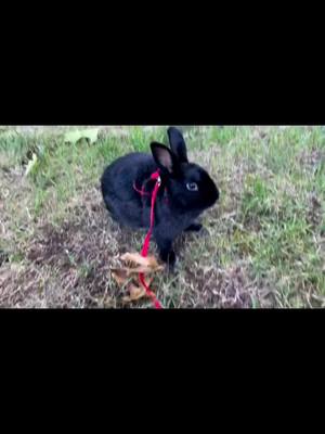 A post by @meleenasmonsters on TikTok caption: Run…. 🐰❤️ #d#dwarfbunnyb#bunniesofinstagramb#bunniesoftheworldb#bunniesofamericab#bunniesoflongislandrun #alwalnation 