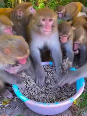 A post by @mmokjd on TikTok caption: Monkeys eat really fast#monkey #fyp #foryou