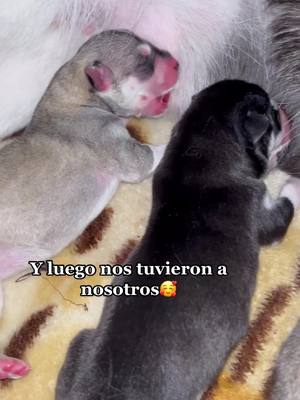 A post by @aura.siberianhusky on TikTok caption: Bienvenidos al 🌍 bebés 💖💙 #mimamaconocioamipapa #bebes #baby #babyhusky🐺 #babyhusky #husky #huskysiberiano #huskylife #siberianhusky #perro #cachorros #cachorroshuskysiberiano  