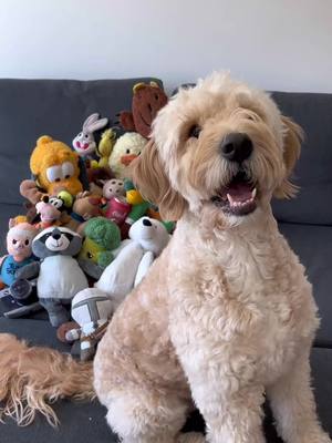 A post by @chuckthedo0d on TikTok caption: Meet my ladies😉   #dogsoftiktok #fyp #goldendoodle #surfsup #funny 