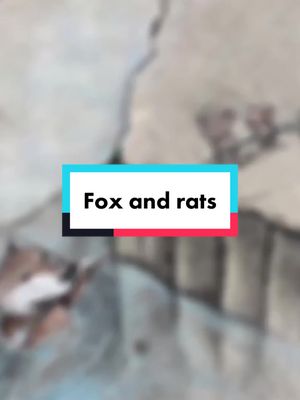 A post by @arcsunshine on TikTok caption: #fox #rats #drawing 