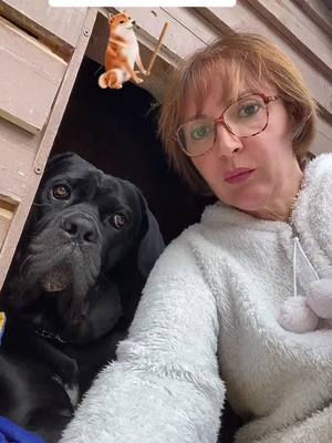 A post by @emmapearl01 on TikTok caption: Mon gros bébé se demande ce que je filme….                                                    #canecorsoitaliano #pourtoi #canecorsolovers #groschiensdamour #groschiens #canecorso 