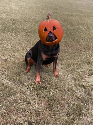 A post by @goliaththerottweiler on TikTok caption: When October 1st hits and your moms a basic b🫠 #rottweiler #rottweilersoftiktok #rottierumble #rottie #rottiesoftiktok #fyp #fypシ #fypシ゚viral #viral #halloween #dog #dogsoftiktok #dogmom #rotterdam 