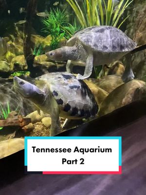 A post by @melissaaaleee on TikTok caption: Tennessee Aquarium: Ocean Side #tennesseeaquarium 