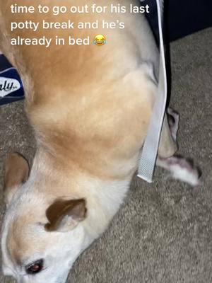 A post by @saileymarie on TikTok caption: Every night he dreads the last potty break 😂 my old man. He’s experiencing some allergies. #fyp #chihuahuasoftiktok #chihuahua #muttsoftiktok 